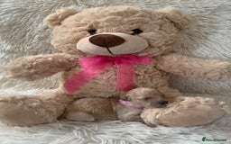 Poochon dogs for sale: Beautiful Poochon Puppies 🐾 - Image 8