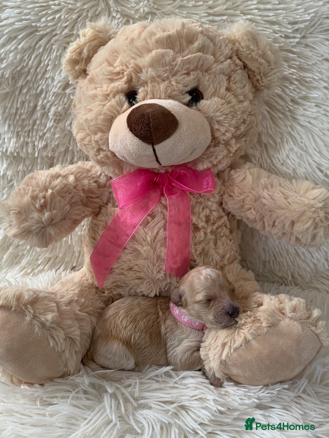Poochon dogs for sale: Beautiful Poochon Puppies 🐾 - Image 8