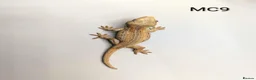 Gecko reptiles for sale: Red and orange striped gargoyle gecko  - Advert 4