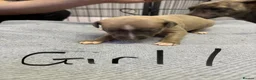 Whippet dogs for sale: Beautiful Blue brindle whippets for sale  - Advert 37