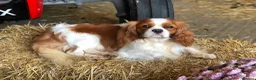 Cavalier King Charles Spaniel dogs for sale: Pedigree Cavalier King Charles Spaniel Puppies - Advert 24
