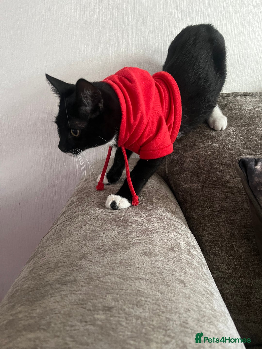 Mixed Breed cats for sale: 1 boy and 1 girl  - Image 5