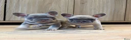 French Bulldog dogs for sale: Beautiful French Bulldog Puppies  in Forfar - Advert 8