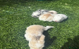 English Lop rabbits for sale: 4x English baby bunny rabbit  - Image 6