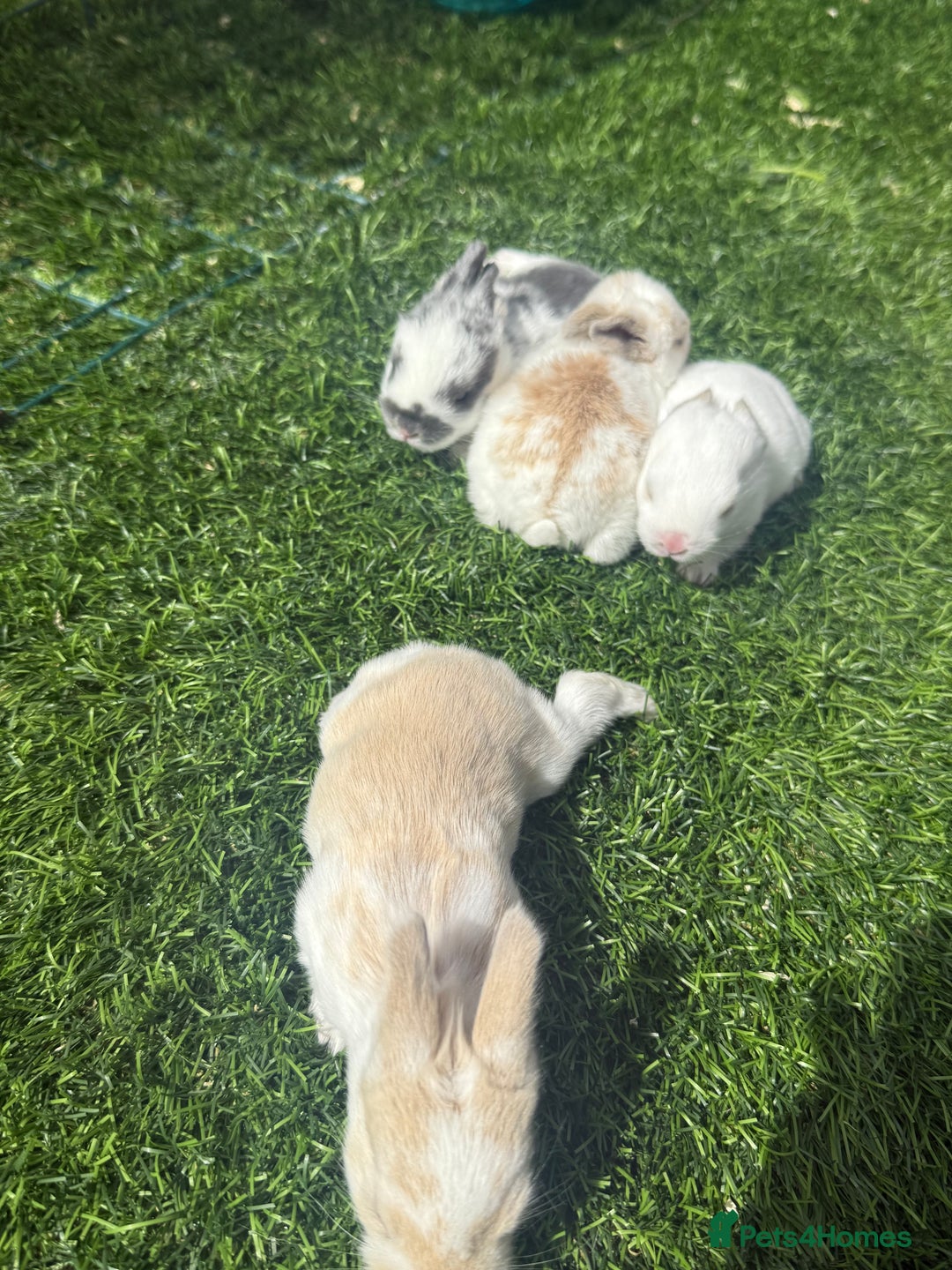 English Lop rabbits for sale: 4x English baby bunny rabbit  - Image 6