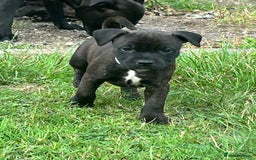 Staffordshire Bull Terrier dogs for sale: Beautiful kc reg.red brindle & white puppies - Image 6