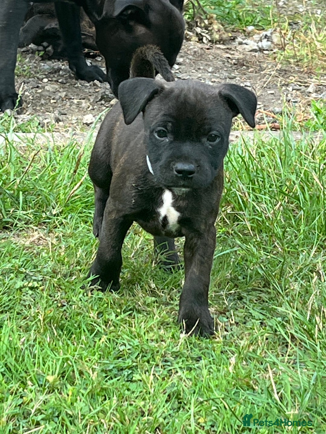 Staffordshire Bull Terrier dogs for sale: Beautiful kc reg.red brindle & white puppies - Image 6