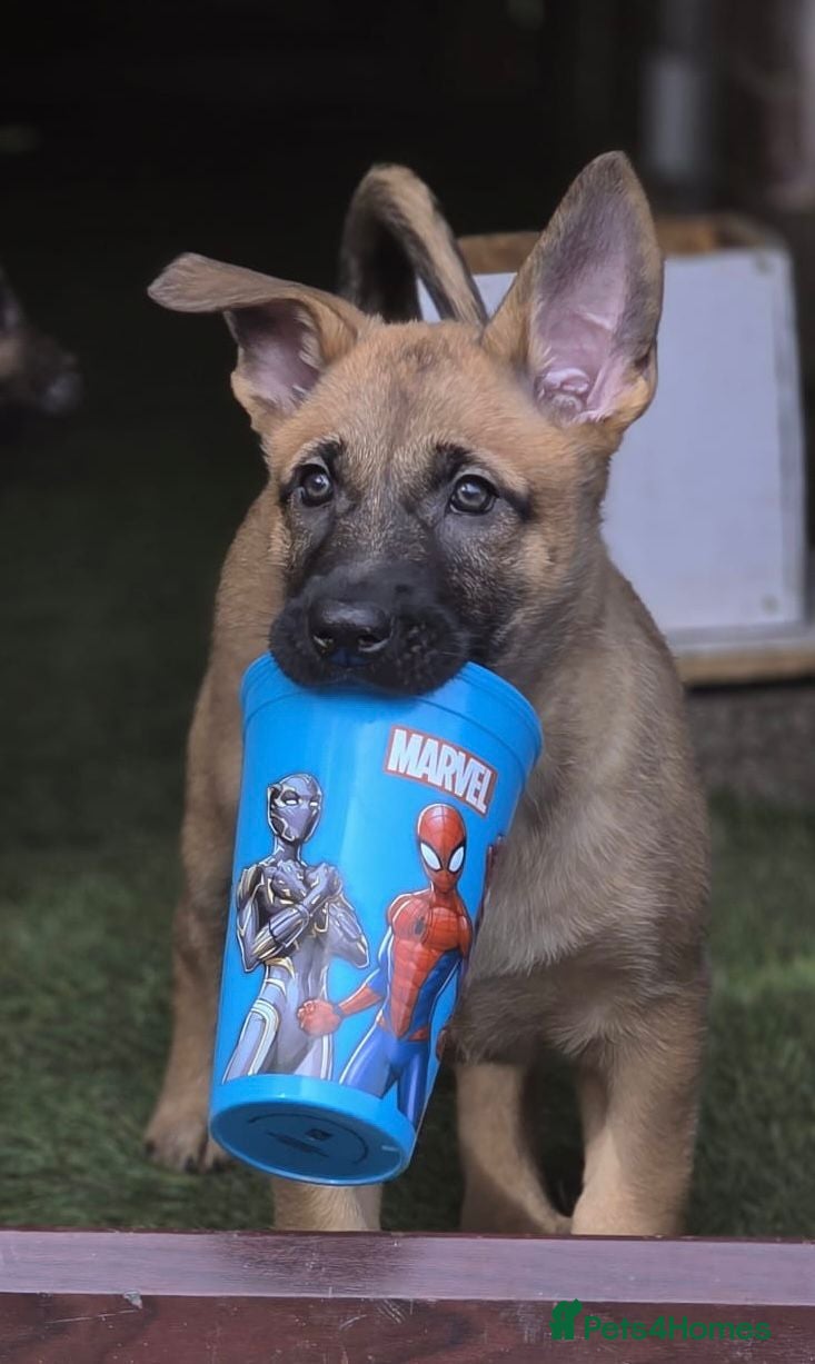 Belgian Shepherd Dog dogs READY NOW Belgian Malinois Pups  - Advert 1