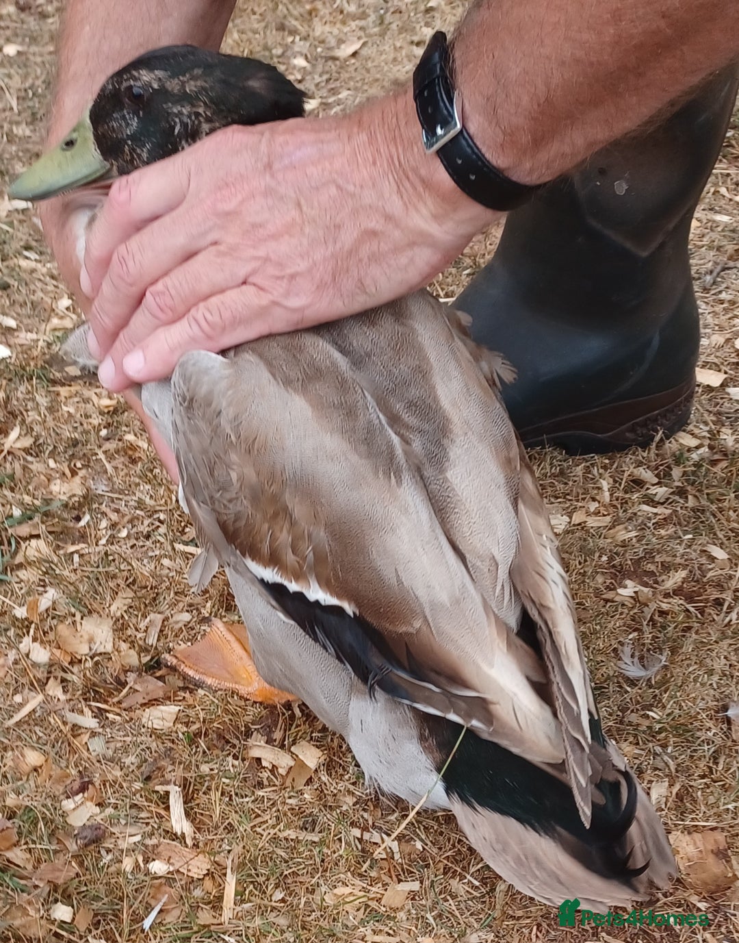 Ducks poultry for sale: Khaki Campbell 2025 drakes, offers considered in Tiverton - Image 4