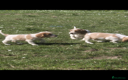 Cocker Spaniel dogs for sale: COCKER SPANIEL PUPPIES READY NOW - Image 16