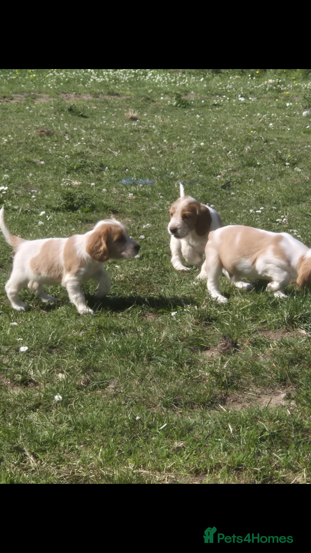 Cocker Spaniel dogs for sale: COCKER SPANIEL PUPPIES READY NOW - Image 16