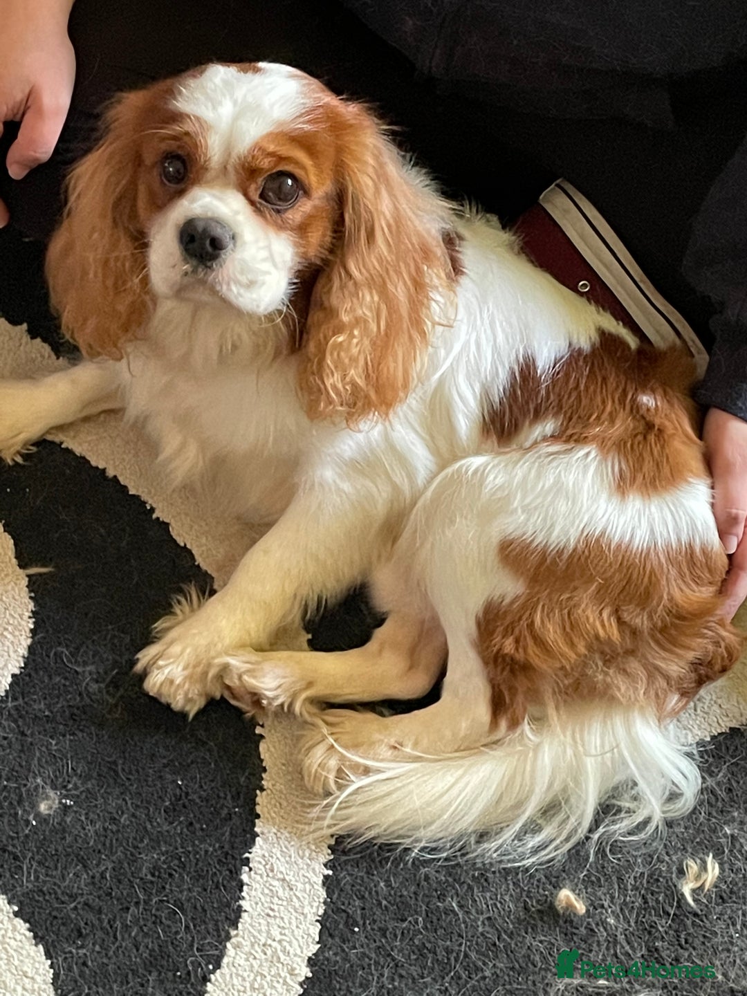 Cavalier King Charles Spaniel dogs for stud: Fully health tested proven Kc reg, multi gen clear in Wrexham - Image 9