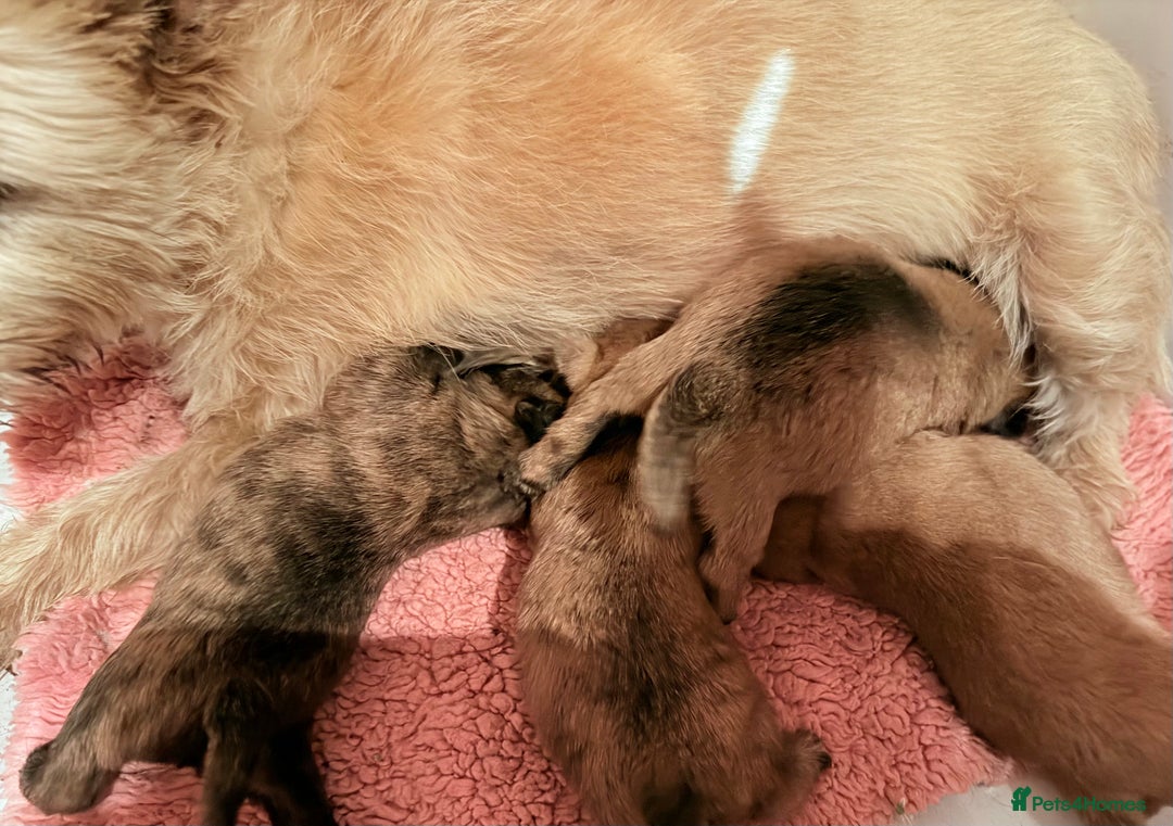 Cairn Terrier dogs for sale: STUNNING cairn terrier babies 🐾 - Advert 16