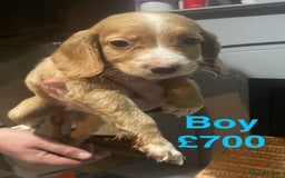 Cocker Spaniel dogs for sale: Stunning cocker spaniels puppies - Advert 9