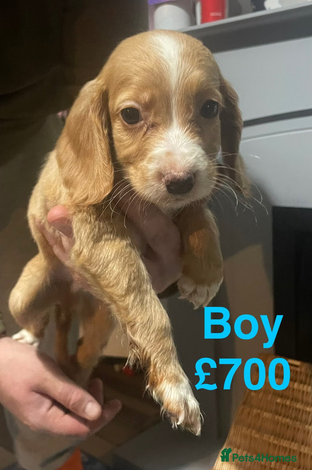 Cocker Spaniel dogs for sale: Stunning cocker spaniels puppies - Advert 9
