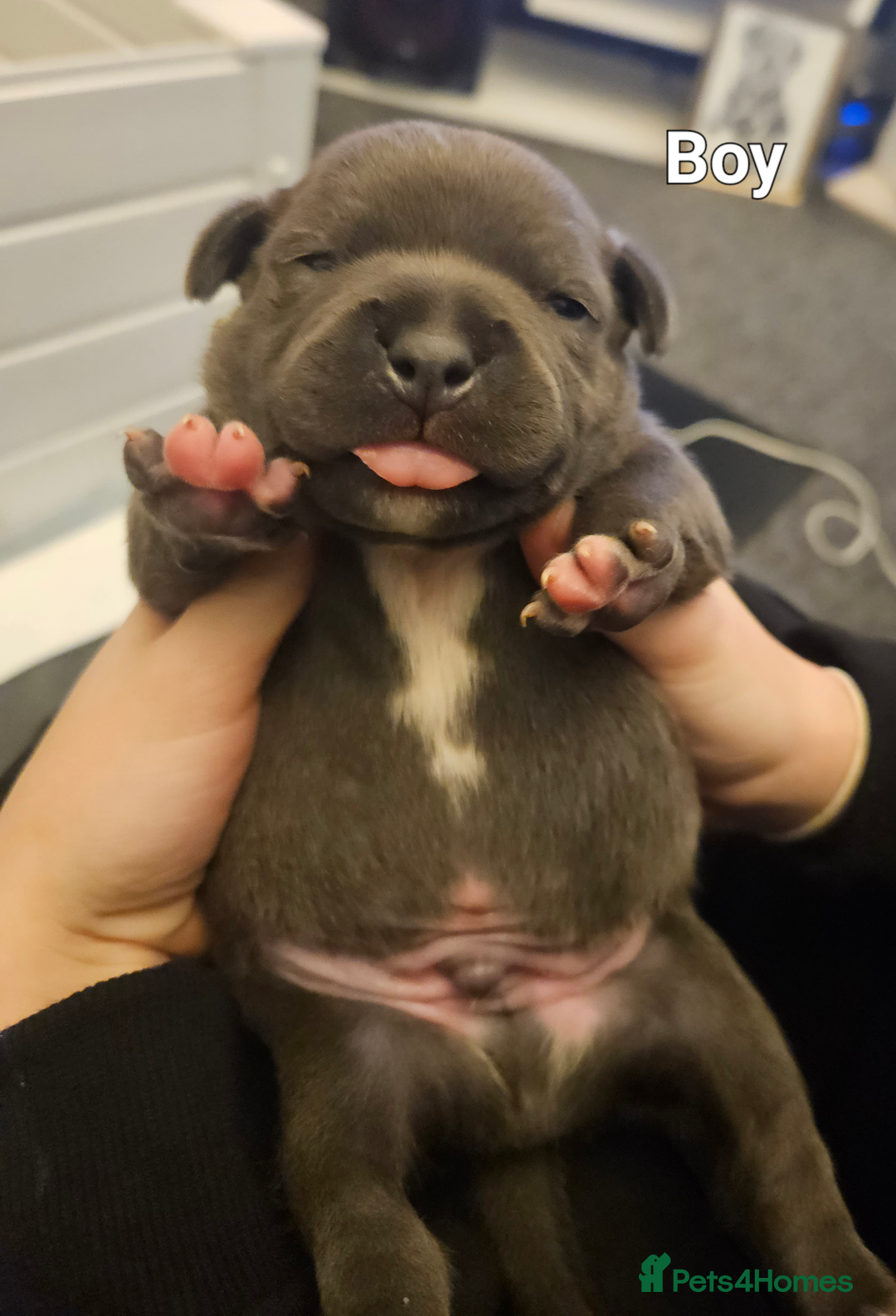 Staffordshire Bull Terrier dogs for sale: Stunning litter of Blue & Black Puppies - Advert 19