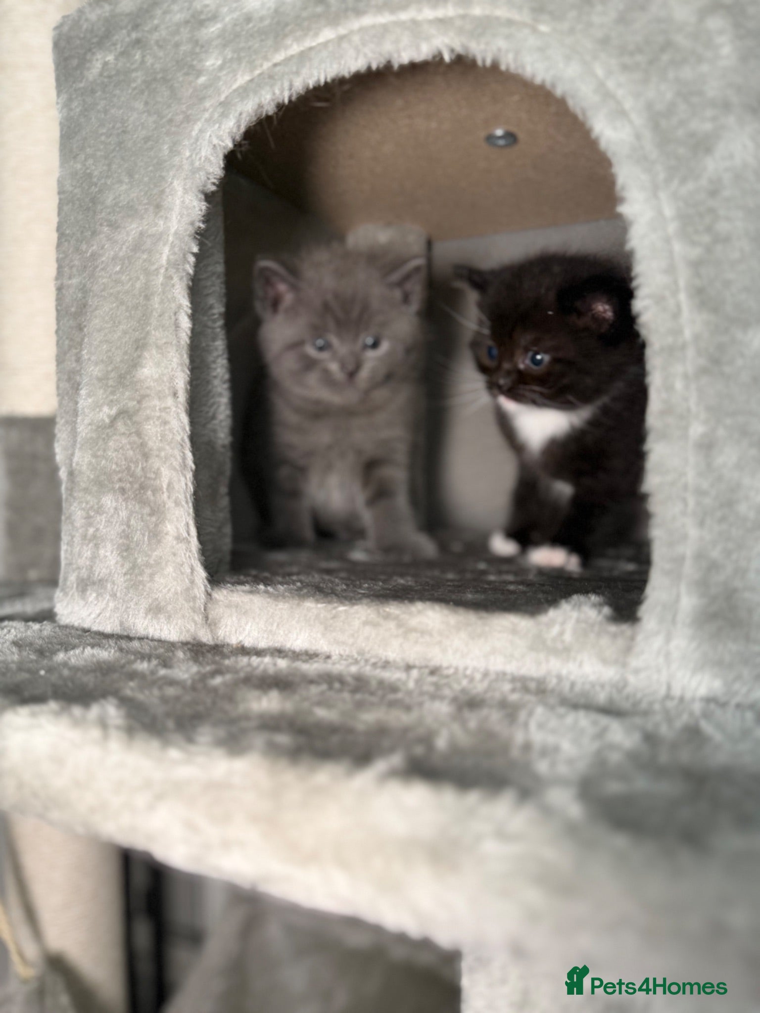 Mixed Breed cats Adorable Kittens Ready from 1st August - Advert 1