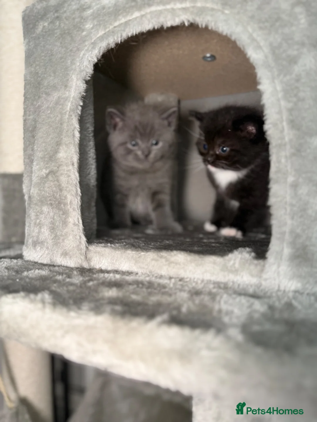 Mixed Breed cats for sale: Adorable Kittens Ready from 1st August - Advert 1
