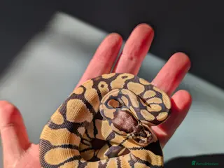 Python Snake reptiles Pastel Desert Ghost - Advert 21