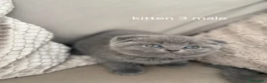 Scottish Fold Kitten 3