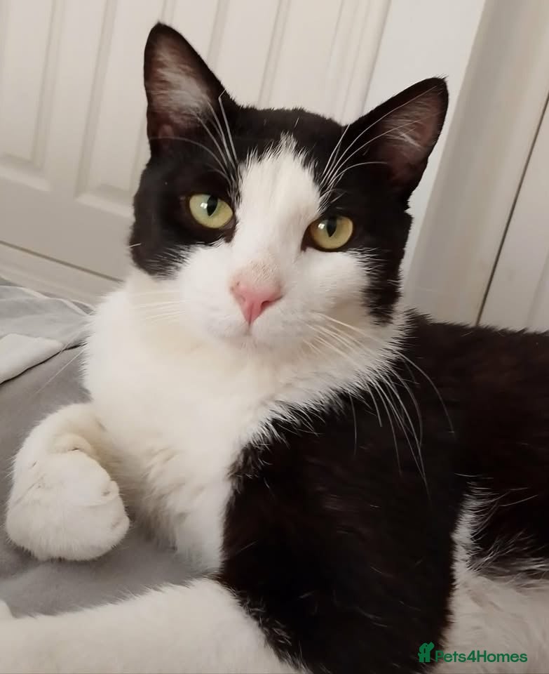 Domestic Shorthair cats Adorable Jake - Advert 9