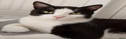 Domestic Shorthair cats for sale: Adorable Jake - Advert 1