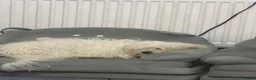 Bichon Frise dogs for sale: Bichon in Warrington - Advert 11