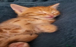 Maine Coon cats for sale: Kittens ready now - Image 2
