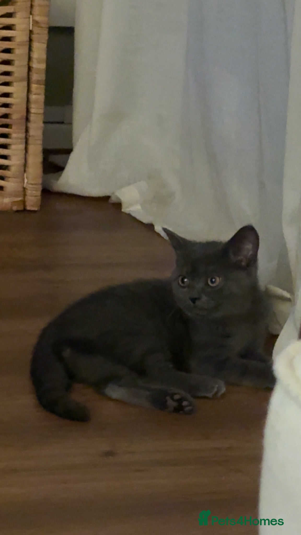 British Shorthair cats British shorthair kitten  - Advert 8