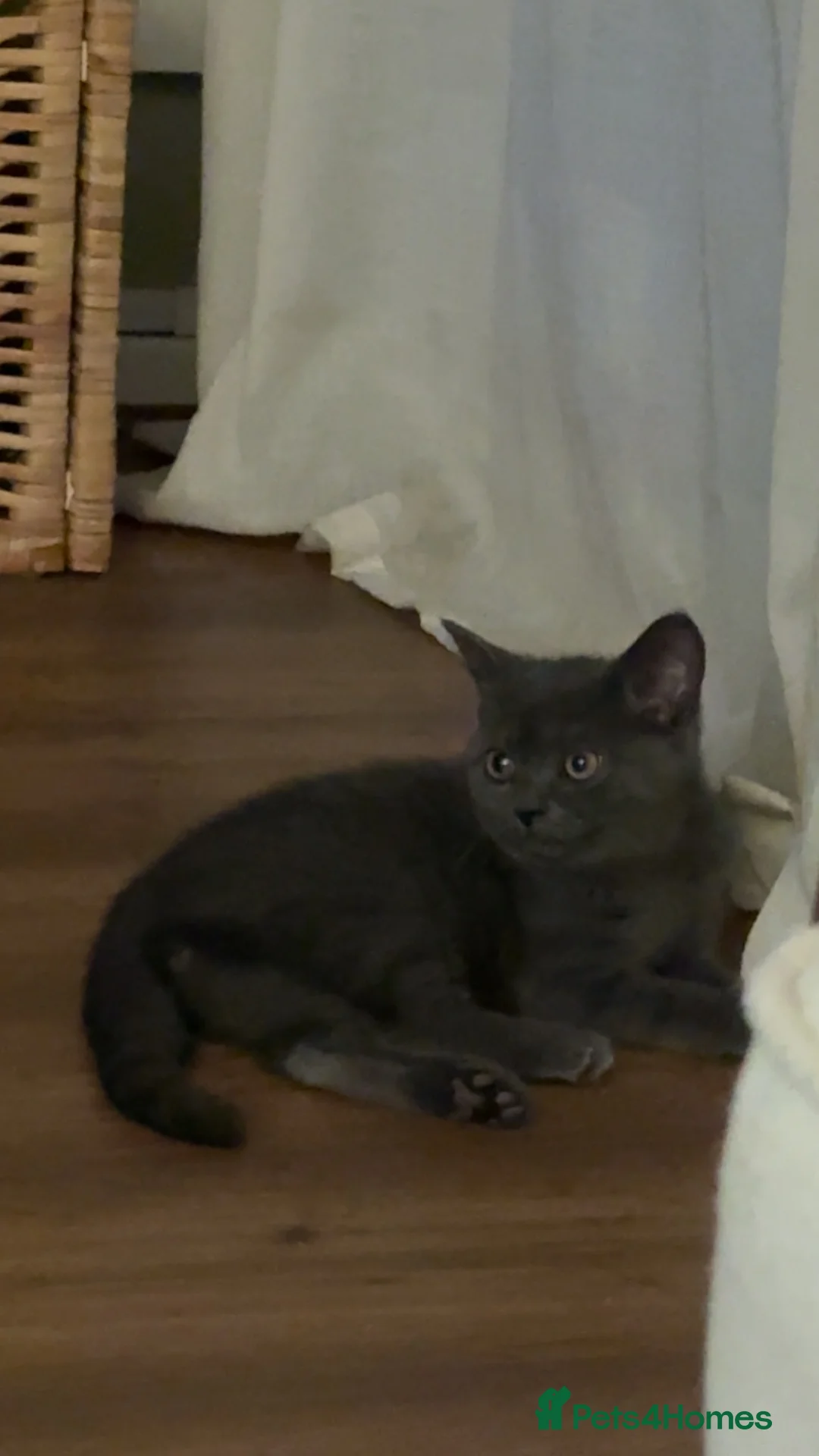 British Shorthair cats for sale: British shorthair kitten  - Advert 1