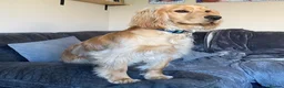 Cocker Spaniel dogs for sale: One female puppy left  - Advert 9