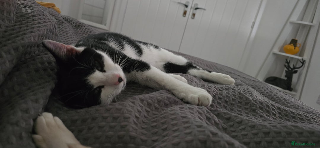 British Shorthair cats for sale: Male approx 6 months black & white - Image 6