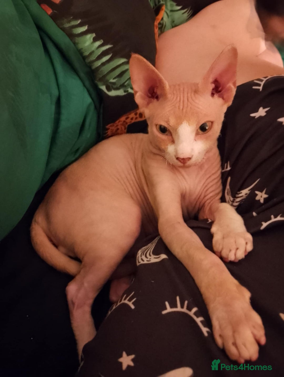 Sphynx cats for sale: Sphynx Kitten 2 - 1 Canadian Sphynx kitten LEFT - Image 6
