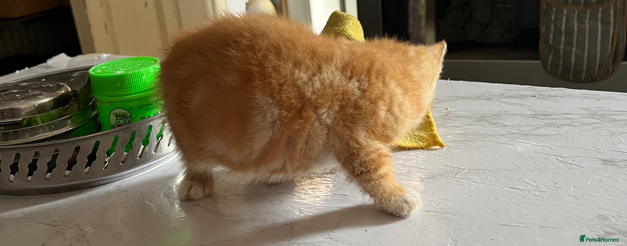 Mixed Breed cats for sale: 3 beautiful kittens for sale  - Advert 22