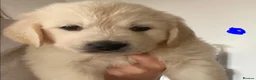 Golden Retriever dogs for sale: Outstanding Show Line KC Golden Retriever Puppies  - Advert 19