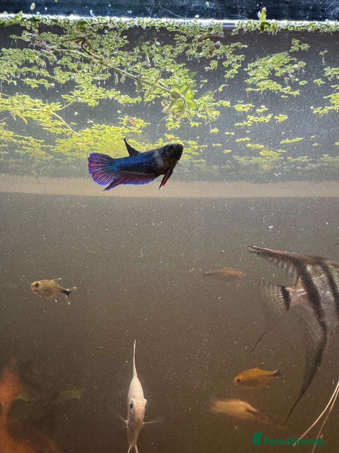 Bettas fish for sale: 8 Angelfish 1 female Betta  - Advert 14