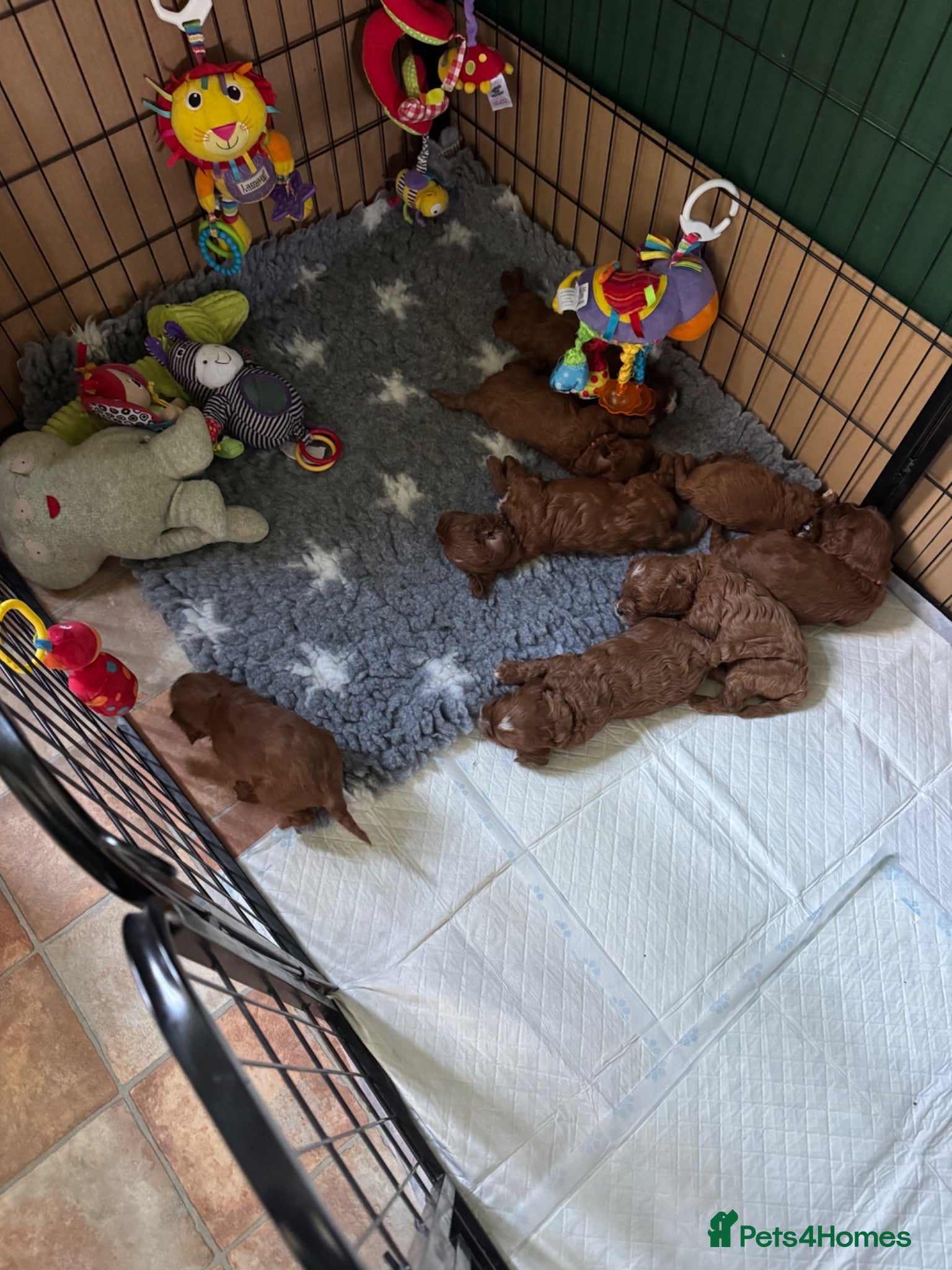 Cavapoo dogs F1 Red Toy Cavapoo Puppies 5* home bred DNA  - Advert 2