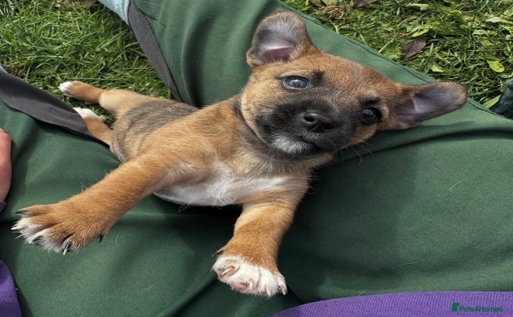 Jack Russell dogs - Advert 16