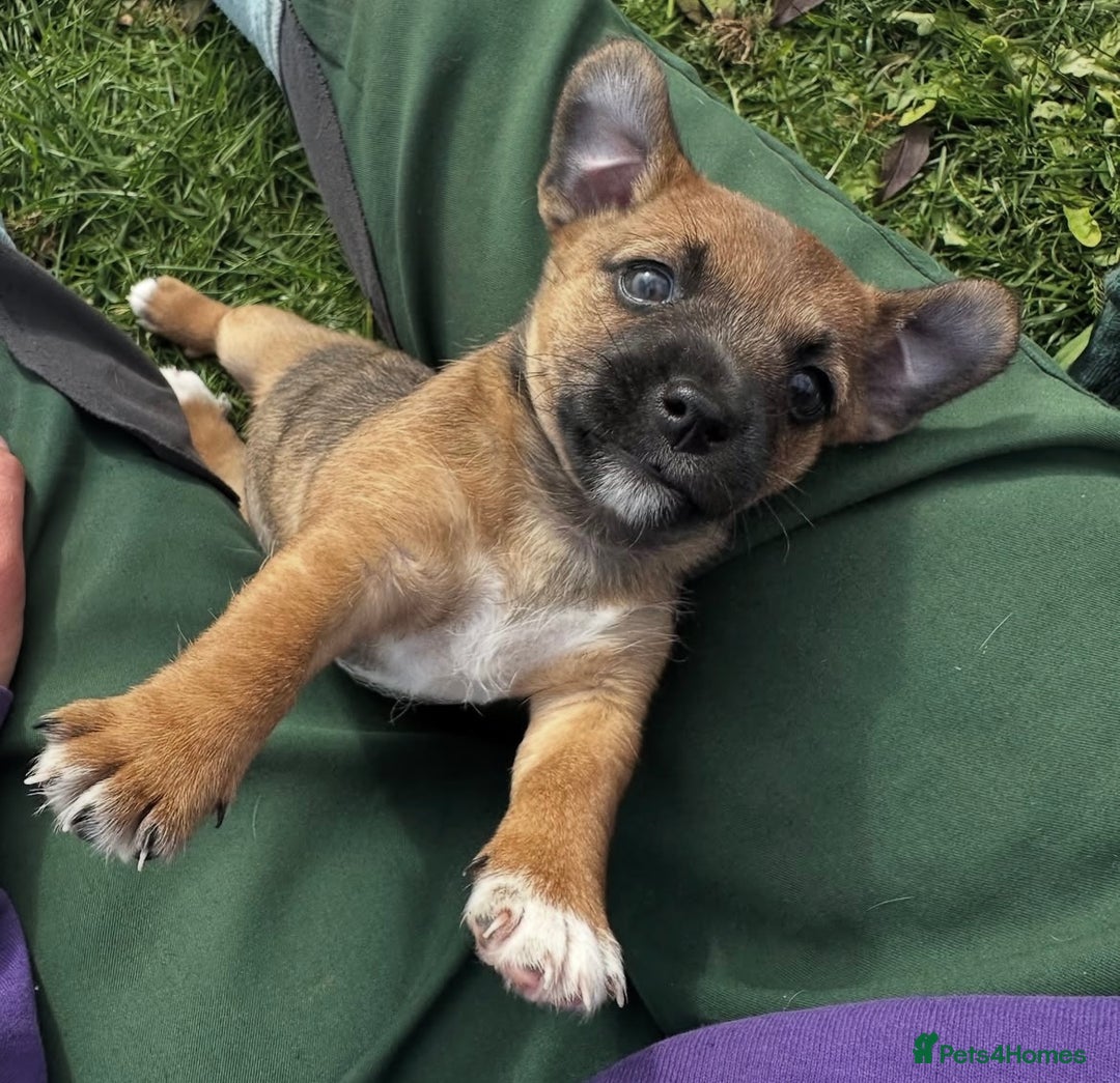 Jack Russell dogs for sale: Very smart Jack Russel puppies ♥️ - Image 1