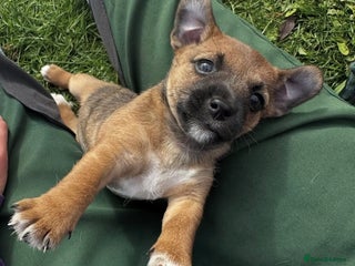 Jack Russell dogs - Advert 16