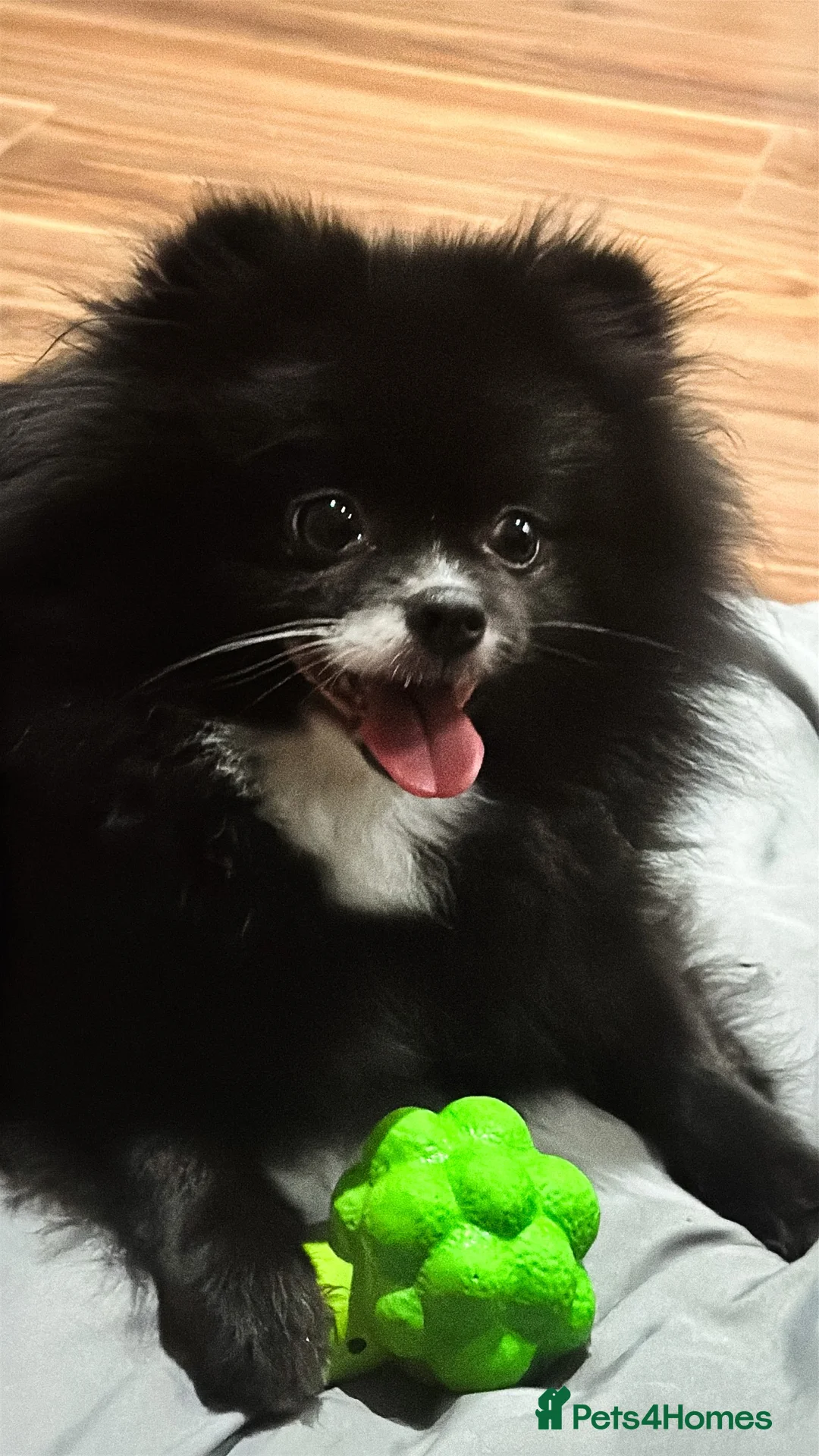 Pomeranian dogs for sale: Two year old Pomeranian in need of a new home - Advert 3