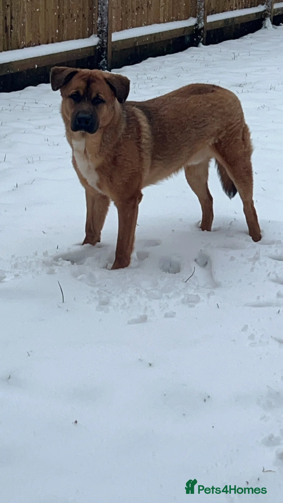 Mixed Breed dogs for sale: Manny - Advert 2