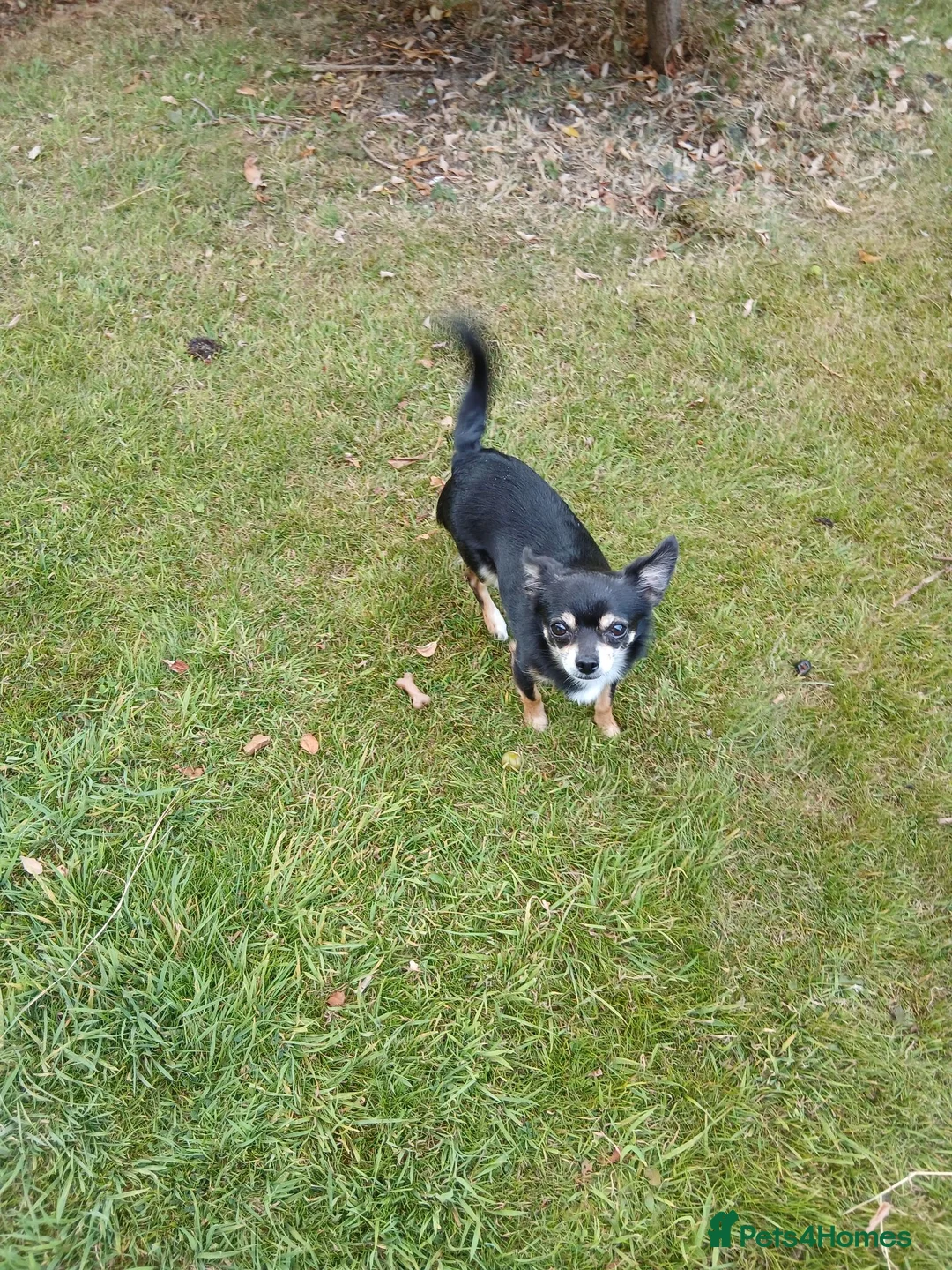 Chihuahua dogs for stud: Small smooth coated Chihuahua stud - Advert 1