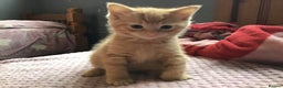 Mixed Breed cats for sale: Four beautiful kittens - Advert 5