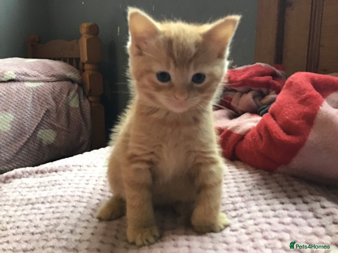 Mixed Breed cats for sale: Four beautiful kittens - Advert 5