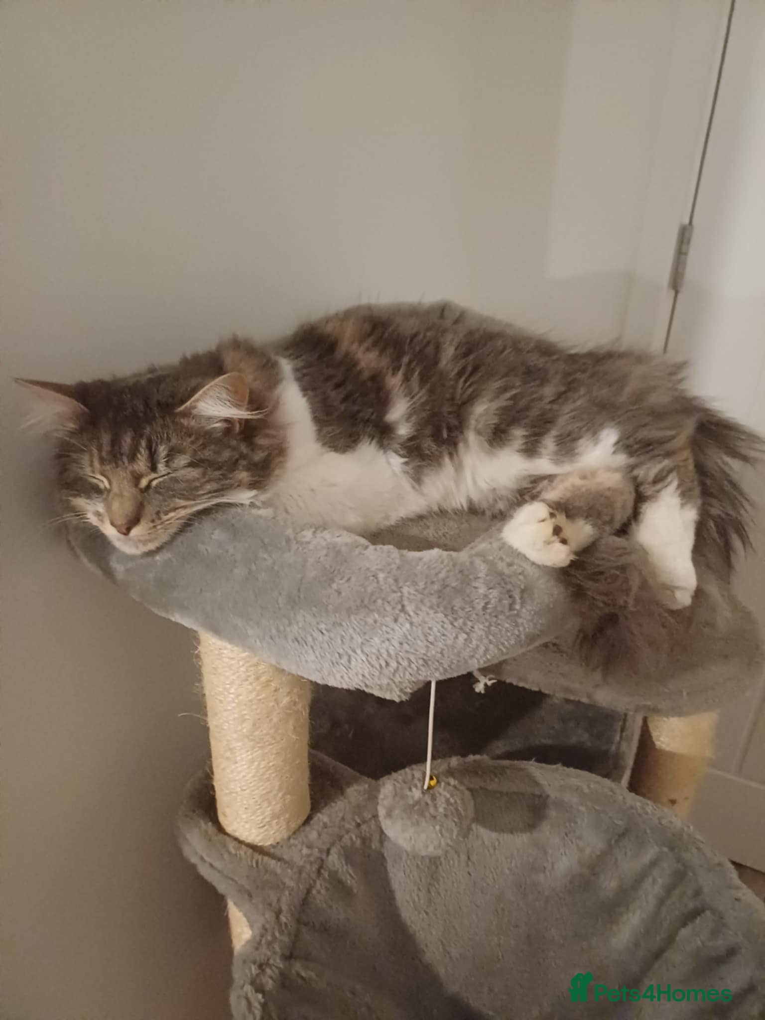 Norwegian Forest Cat cats ‼️Two stunning girls left‼️ - Advert 1