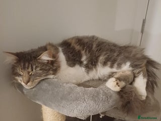 Norwegian Forest Cat cats ‼️Two stunning girls left‼️ - Advert 2