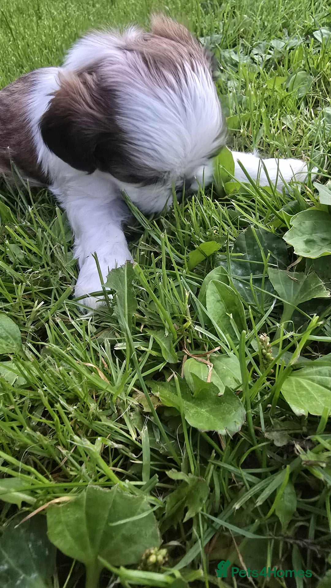 Shih Tzu dogs for sale: Shih Tzu - Image 5