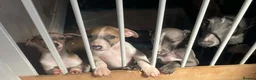 Whippet dogs for sale: Whippet pups  in Leyland - Advert 4