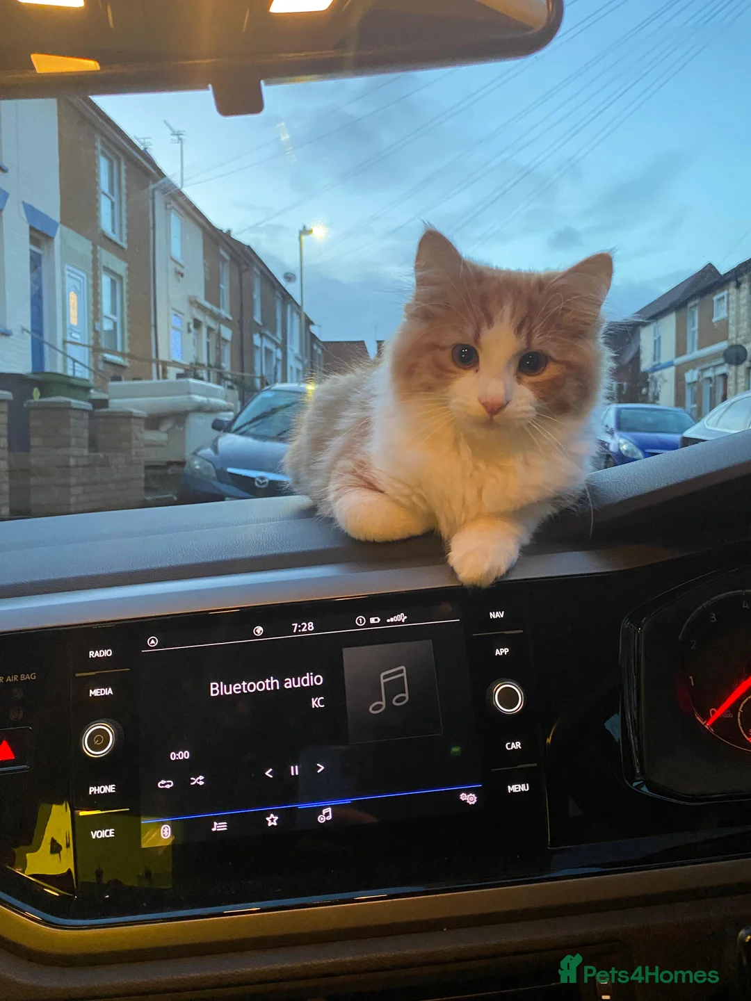 Mixed Breed cats for sale: Ketchup  - Advert 2